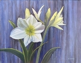 Amaryllis