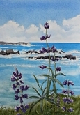 Black Rock Lupine II