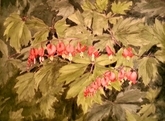 Bleeding Hearts