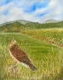 Red-Tailed Hawk