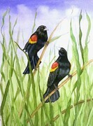 Quamichan Lake Blackbirds