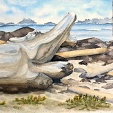 Ucluelet Driftwood